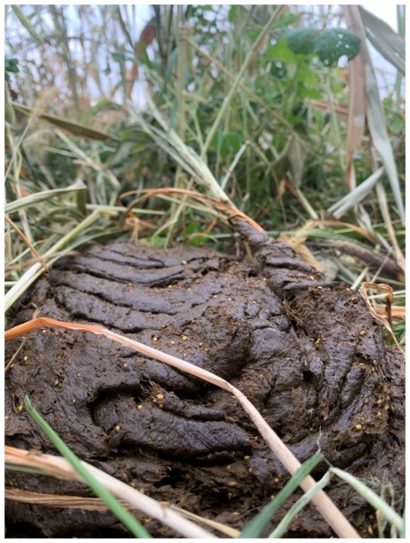 Livestock grazing in cover crop fields allows the producer to reduce input costs: here manure is distributed by livestock and valuable nutrients are added to the soil by the grazing animals.